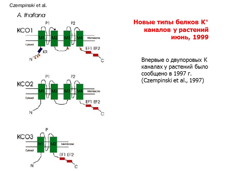 Новые типы белков К+ каналов у растений июнь, 1999 Впервые о двупоровых К каналах